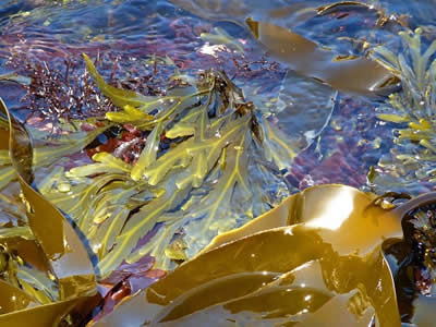 Fucus kelp dulse caragheen