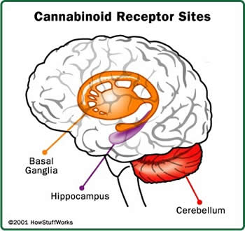 Cannabinoid Receptor Sites