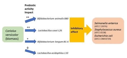 Coriolus versicolor Prebiotic Activity Impact