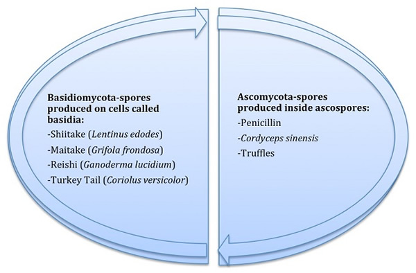 Diagram 1: Two Main Families of Mushrooms