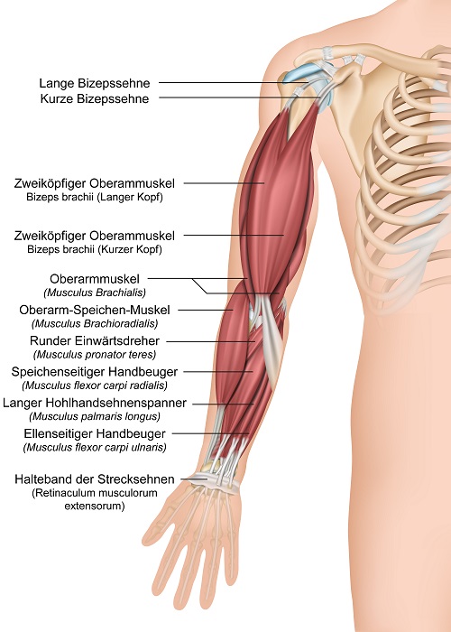 Arm Anatomy