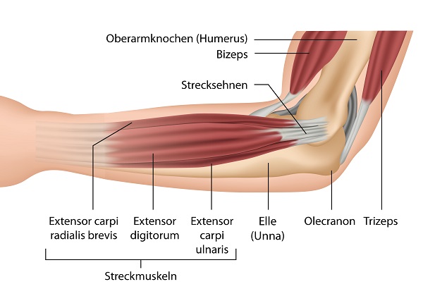 Musculature of the Elbow