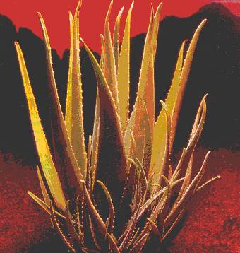 Aloe Vera Plant from Issue 20