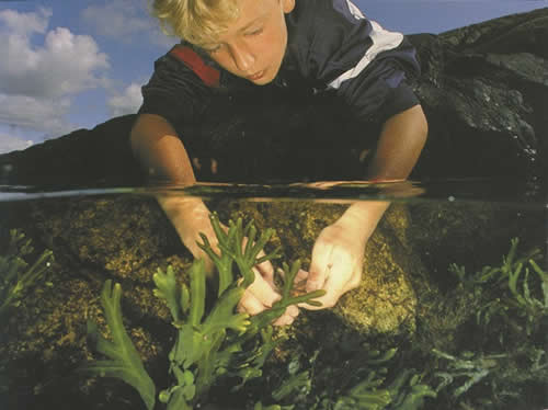Underwater seaweed with boy