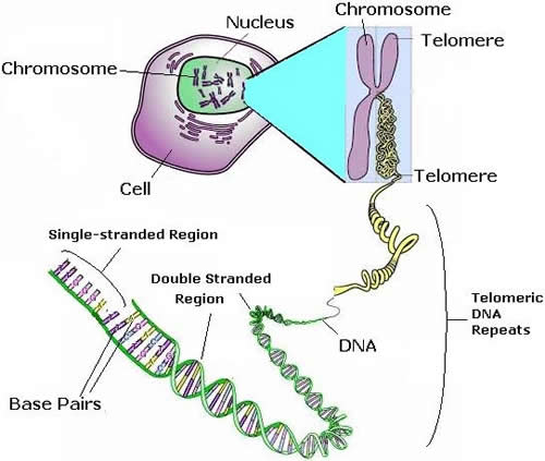 Cell DNA Structures Complexity