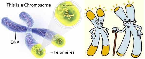 Chromosomes and Telemeres Collage