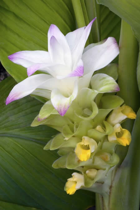 turmeric-flower-curcuma-longa-true-edible