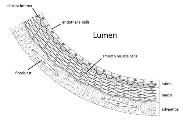 Diagram showing the location of vascular smooth muscle cells