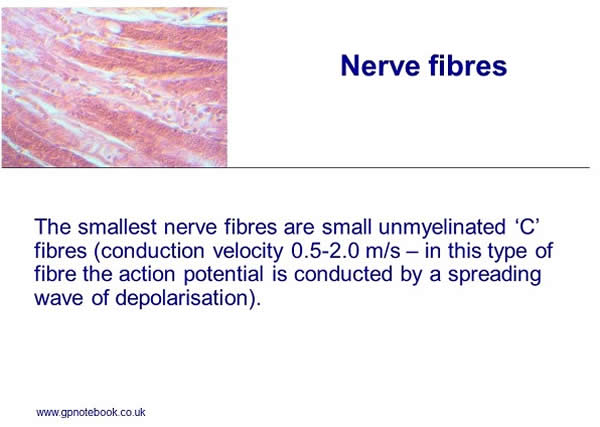 Nerve fibres