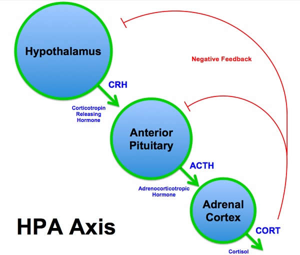HPA_Axis_Diagram_(Brian_M_Sweis_2012)
