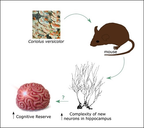Coriolus Research Neurodegenerative Conditions
