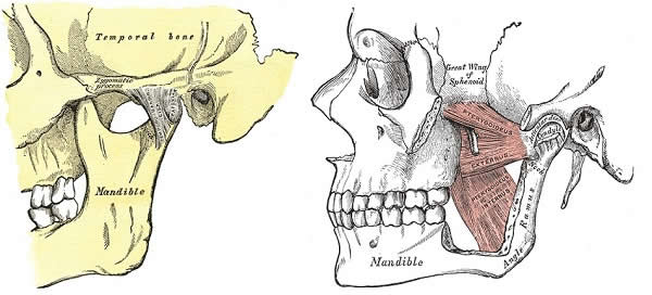 TMJ + left medial pterygoid muscle