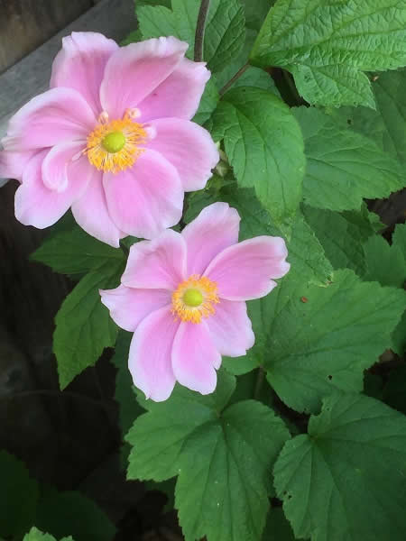Pulsatilla Flower from June’s Garden