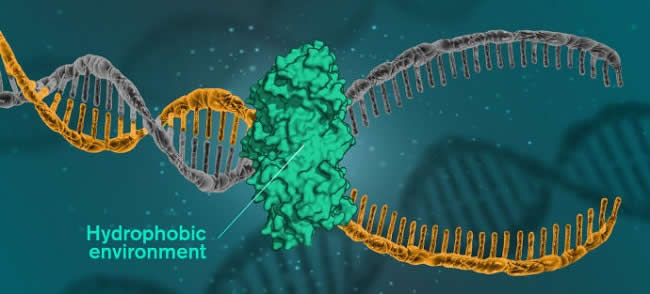 DNA Hydrophic Environment