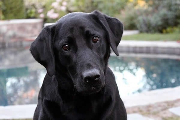 Labrador Retrievers are commonly used as they have a strong desire to undertake scent work
