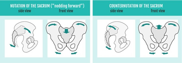 Movements of the Sacrum Nutation and Counter Nutation