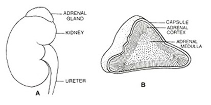 Adrenal Gland Diagram Amended
