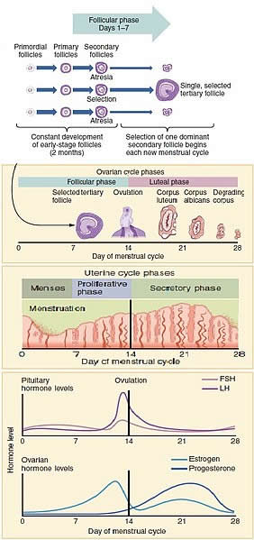 Female Menstrual Cycle with Hormones