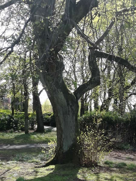 Tree standing