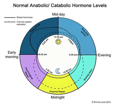 Normal Anabolic/Catabolic Hormone Levels