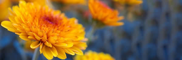 Chrysanthemums: Shutterstock Olena Kurashova