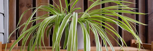Spider Plant: Wikimedia Commons/W.carter