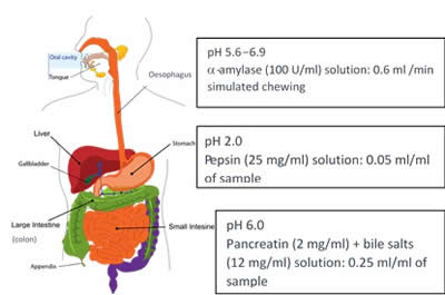 Figure 1 Simulation of gastrointestinal conditions