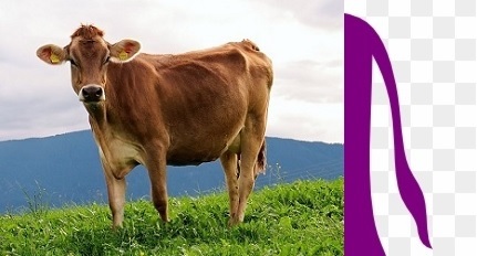 Brown Cow + Purple Tail Snip
