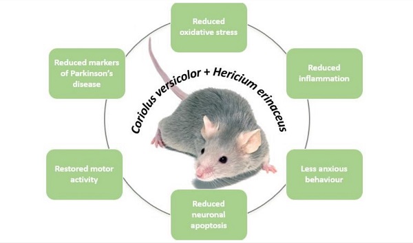 Figure 1. Effects of Mushroom Treatment in Mouse Model