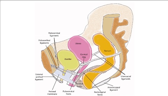 Fig 1 Lateral View of Female Pelvis and Ligaments