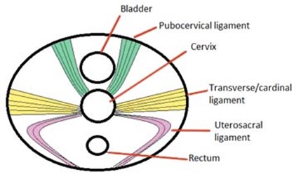 Fig 2 Ligaments of Uterus Superior-Inferior view