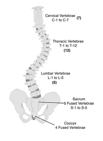 Scoliosis Diagram