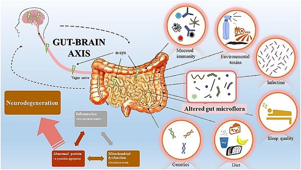 Gut-brain_axis_overview