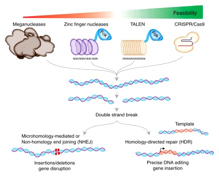 MEGANUCLEASE-ZFN-TALEN-CRISPR
