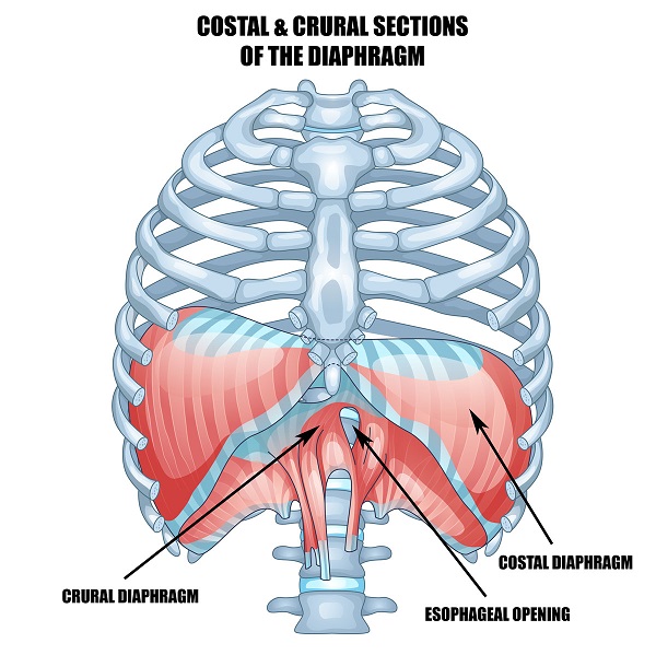 Figure 3 Costal-CruralDiaphragm