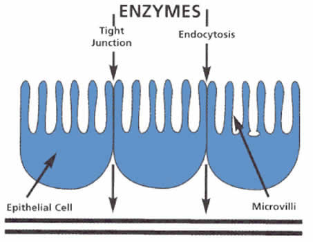 Enzyme Table